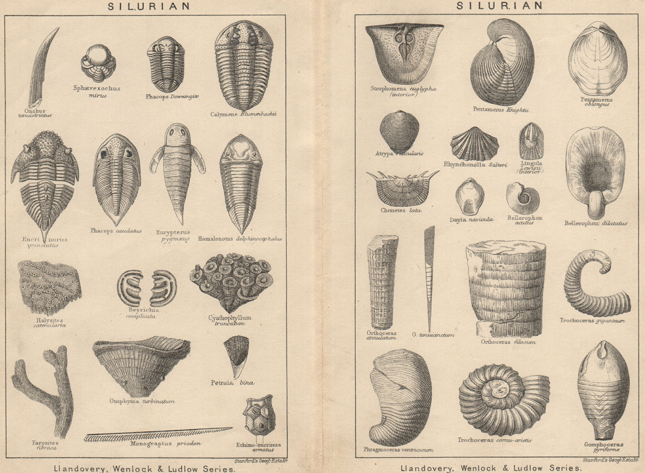 BRITISH FOSSILS. Silurian. STANFORD 1913 old antique vintage print picture